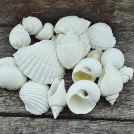 mixed medium shells