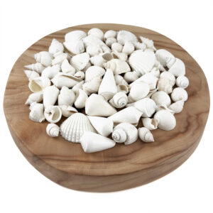 Bulk White Shell Mix Medium