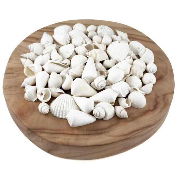 Bulk White Shell Mix Medium