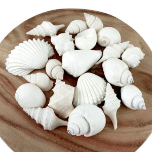 Bulk White Shell Mix Medium