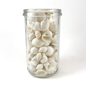 Bulk White Shell Mix Small