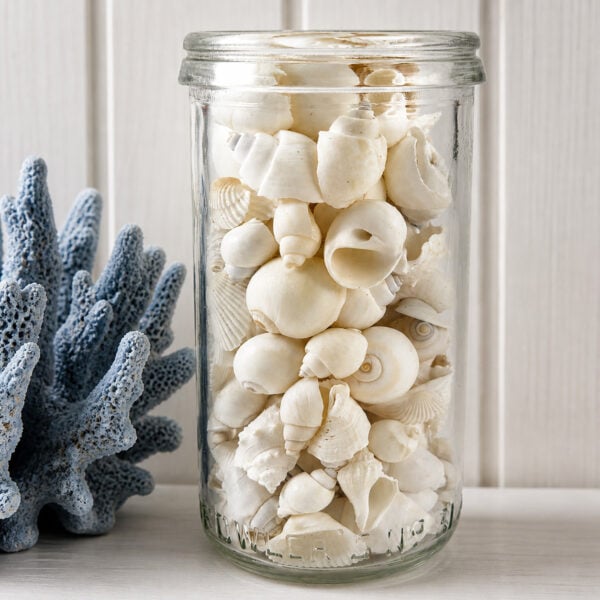 Bulk White Shell Mix Small