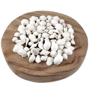 Bulk White Shell Mix Small