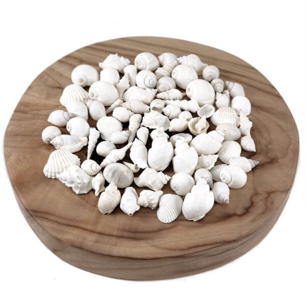 Bulk White Shell Mix Small