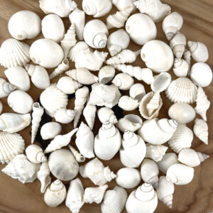 Bulk White Shell Mix Small