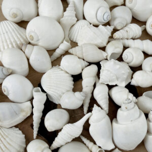Bulk White Shell Mix Small
