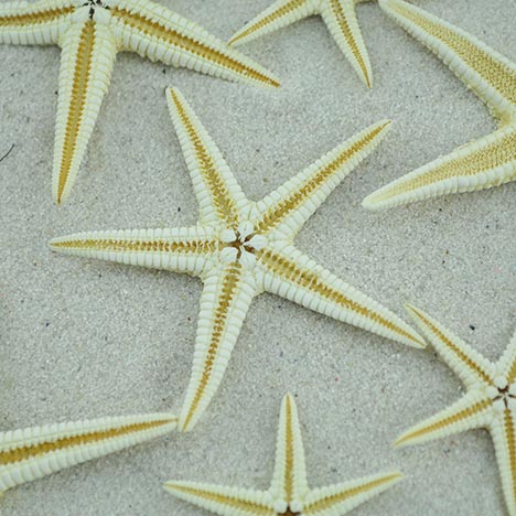 creamy white baby starfish