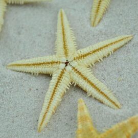 natural baby starfish