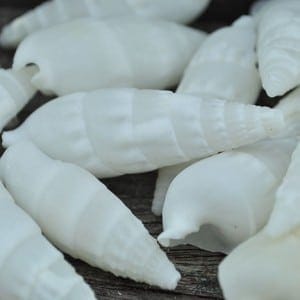 cerithium vertagus shells
