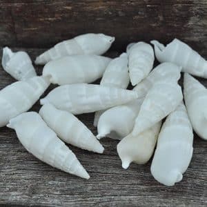 cerithium vertagus shells