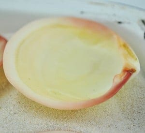 cockle - codakia tigerina half