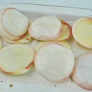 cockle - codakia tigerina