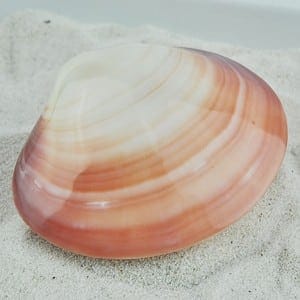 cockle - codakia tigerina