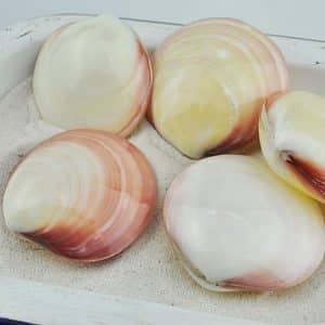 cockle - codakia tigerina