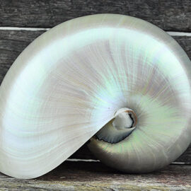 pearled nautilus shell