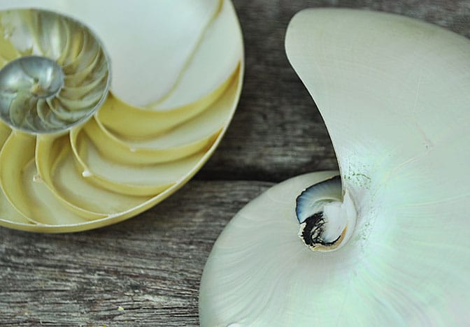 pearled nautilus shell halfcut