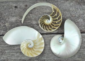 pearled nautilus shell tri cut