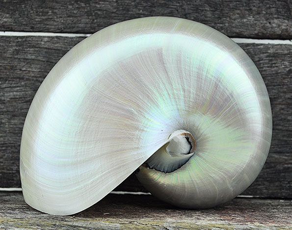 pearled nautilus shell