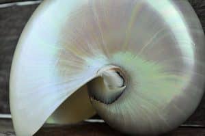 Nautilus Shells
