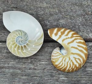 nautilus shell striped half cut