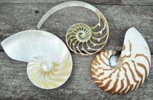 tricut striped nautilus shell