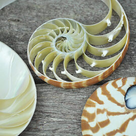 tricut striped nautilus shell