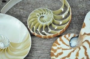 tricut striped nautilus shell