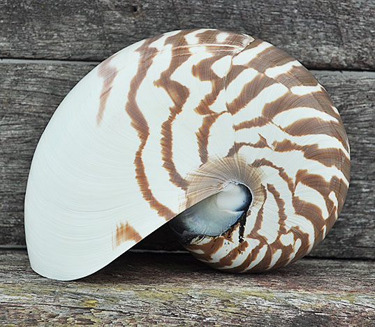 Nautilus shell striped