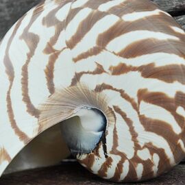 Nautilus Shell striped
