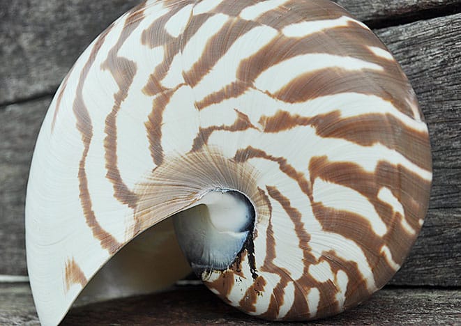 Nautilus Shell striped