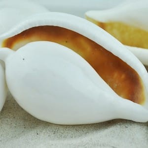 ovula ovum shell
