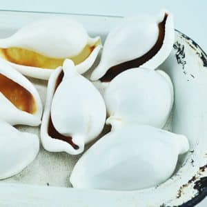 ovula ovum shell