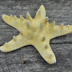 thorny starfish