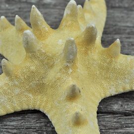 thorny starfish