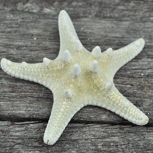 thorny starfish