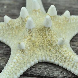 thorny starfish