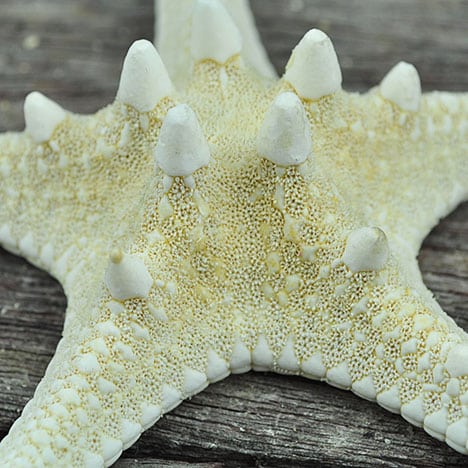 Starfish - Simply Shells