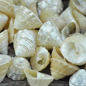 pearled trochus shells