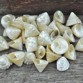 pearled trochus shells
