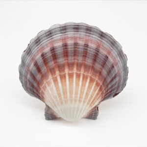 Australian Scallop Pecten Fumatus