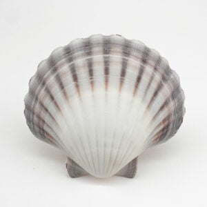 Australian Scallop Pecten Fumatus
