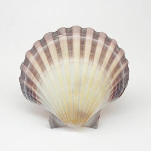 Australian Scallop Pecten Fumatus