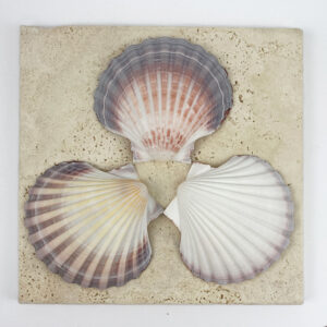 Australian Scallop Pecten Fumatus