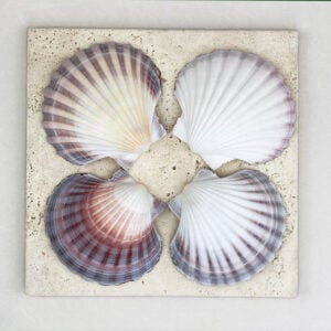 Australian Scallop Pecten Fumatus