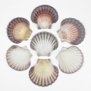 Australian Scallop Pecten Fumatus
