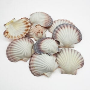 Australian Scallop Pecten Fumatus