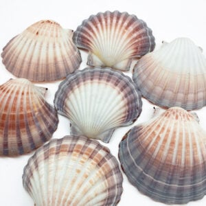 Australian Scallop Pecten Fumatus