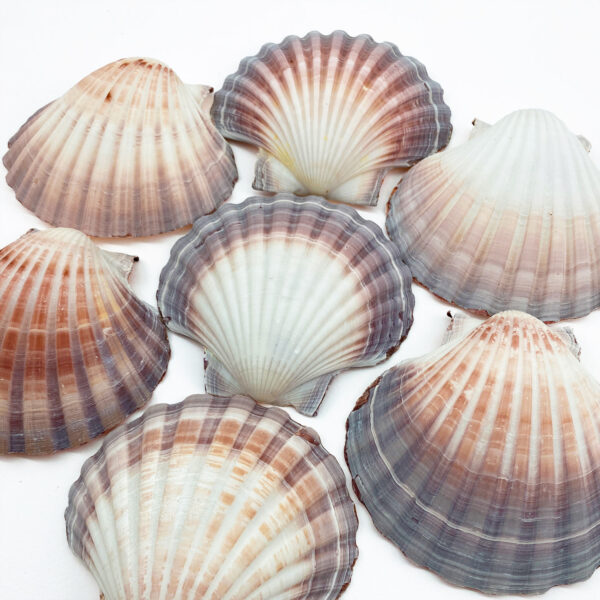 Australian Scallop Pecten Fumatus