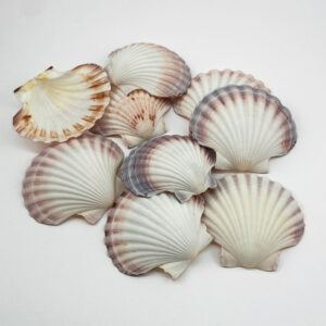 Australian Scallop Pecten Fumatus