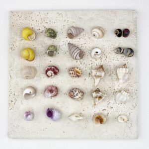 Hermit Crab Shells Small size